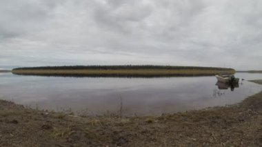 Yakutistan'daki Vilyui ulus Suntar nehri hareketine. Dağların ve iğne yapraklı orman ve bağlı demir Sovyet tekne arka planda kıyıda su akışı ve bulutlu gökyüzü Timelapse.
