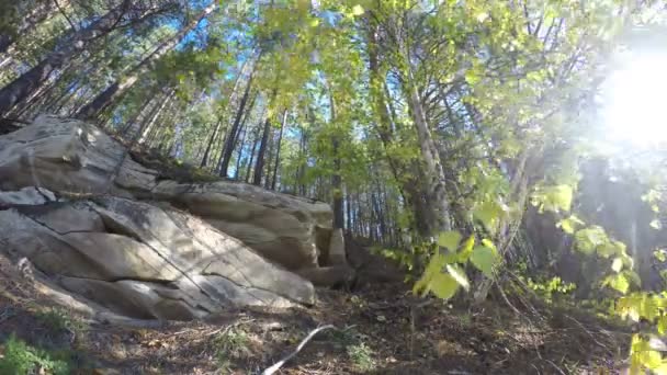 Video accelerato di movimento di foglie di betulla al sole lucente con raggi e coniglietti nella foresta di taiga sullo sfondo di rocce di argilla e abeti di sera al tramonto in Yakutia in Russia . — Video Stock