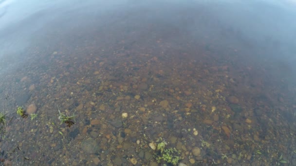 Tidsfördröjning rörelse jitter av flödet av klart vatten. Accelererad video omrörning av gräs som växer i vattnet på den klippiga botten. — Stockvideo