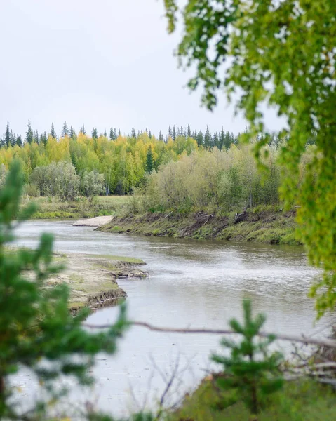 The turn of a small Northern river with yellow and green trees on the banks is visible through the fuzzy leaves of trees in the autumn in the North of Yakutia.