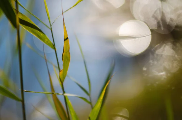 Зеленая Трава Стебли Листьями Яркий Солнечный День Против Синей Воды — стоковое фото