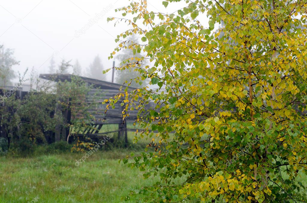 Birch leaves in the fall are in the morning in a white fog on a residential area in Yakutia at the fence with sheds.