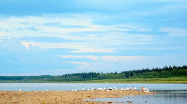 Küçük beyaz martılar bir sürü oturur ve mavi bulutlar altında taiga ladin ormanın arka planda Yakutia Kuzey nehir vilyu Bankası bir taş çıkıntı üzerinde duruyor.