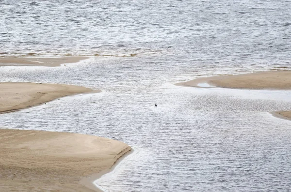 Costa Arenosa Enchida Com Ondulações Água Rio Abaixo Luz Dia — Fotografia de Stock