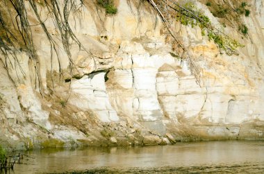 Yakutia'daki Kuzey tundrasının çökmüş çam ağaçlarının erozyon türleri ve çıkıntılı kökleri ile nehir suyuna yakın kil uçurum.