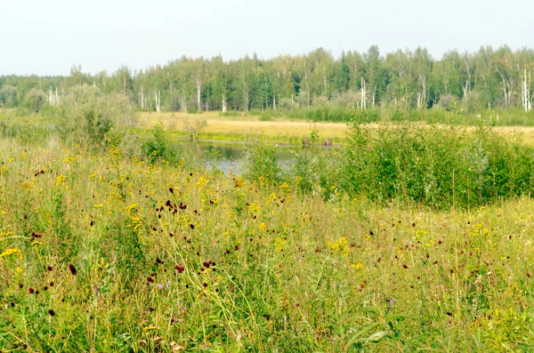 Campo Salvaje Flores Colores Crecen Otoño Fondo Del Lago Del — Foto de Stock