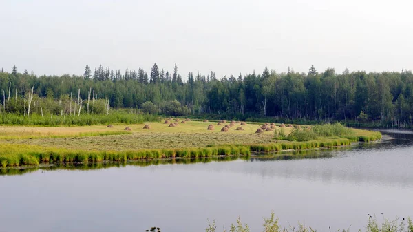 Viele Heuhaufen Stehen Auf Dem Feld See Der Nördlichen Wilden — Stockfoto