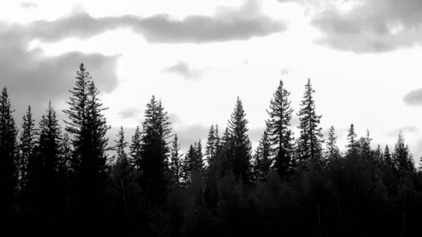 Černá Bílá Fotografie Jehličnatých Stromů Tundry Temnotě Proti Pozadí Mraků — Stock fotografie