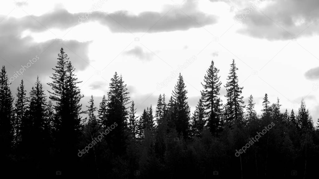 Black and white photo of coniferous trees in the tundra in the dark against the background of the clouds of the sun in the North of Yakutia.
