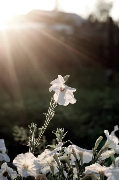 Photos with lower brightness of sunlight at sunset because of the fence and the house falling on the flower bed with white Petunia flowers in the village in the North of Yakutia in the summer against the grass and shade.