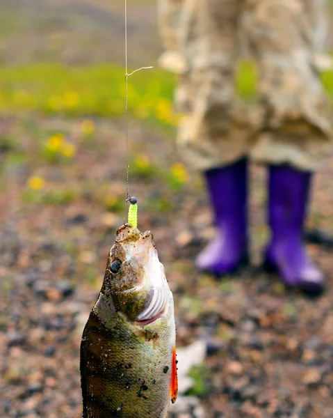 Stor Bas Fångas Fiskare Hänger Ett Gummibete Med Vikt Metall — Stockfoto