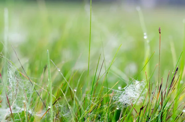 White cobwebs in frost and drops of dew on a green field in autumn.