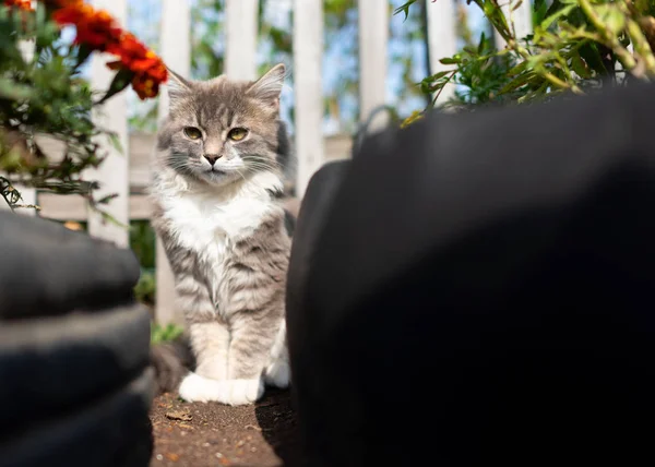 Een Jonge Kat Kitten Horloges Zitten Tussen Bedden Van Bloemen — Stockfoto