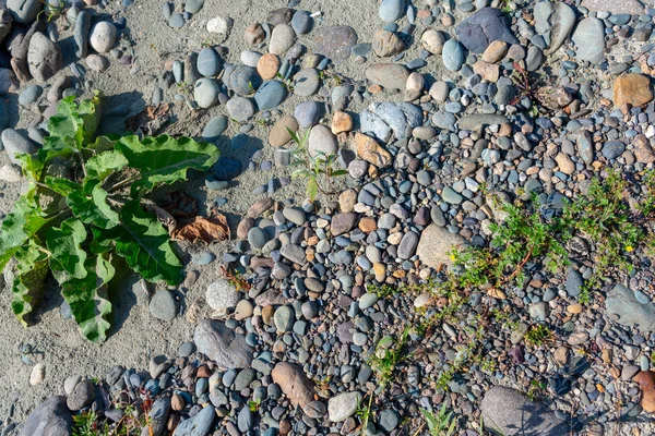 Ein Kleiner Büschel Gras Wächst Den Felsen Auf Dem Sand — Stockfoto