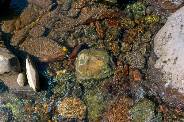 Ein Kleiner Durchsichtiger Bach Fließt Steinboden Altai Gebirge Entlang — Stockfoto