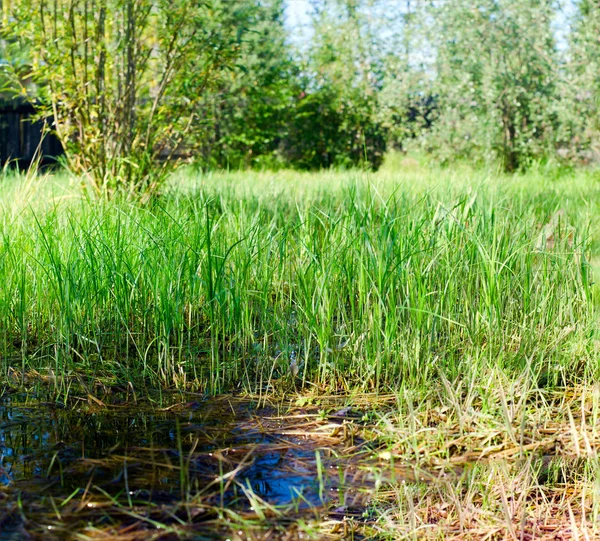 The green area of the house in the Yakut village in the North is flooded with a small puddle in the green grass on a bright day next to the trees.