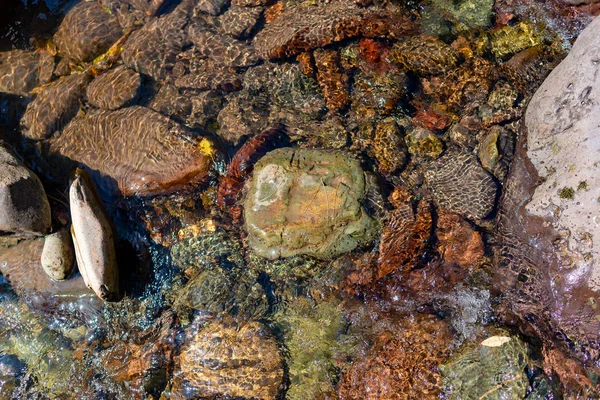 Pequeño Arroyo Transparente Fluye Sobre Fondo Piedra Con Agujas Abeto — Foto de Stock