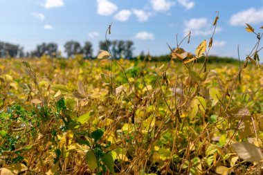 Sonbaharda ağaçların arka planında soya fasulyesi tarlası.