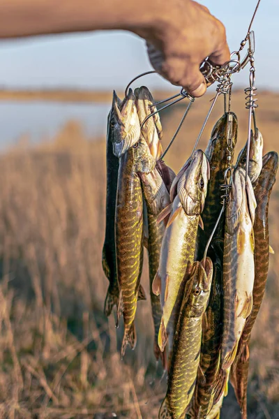 Handfiskare Håller Många Fångade Fisk Gädda Hängande Kukan Bakgrunden Sjön — Stockfoto