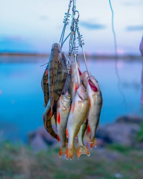 Wiele Okonie Ryby Wiszące Przez Wędkarza Fish Stringer Tle Wieczornego — Zdjęcie stockowe