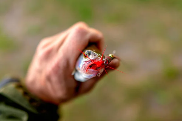 Balık Oltasına Takılmış Küçük Kırmızı Bir Kuyruk Balıkçının Elinde Tutulan — Stok fotoğraf