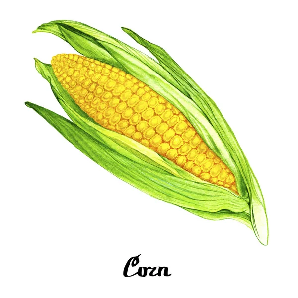 Természet akvarell kukorica poszter — Stock Fotó