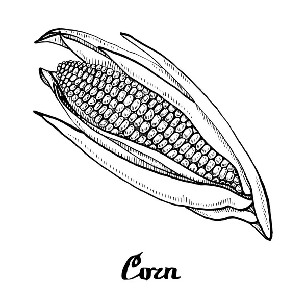 Calligraphy corn poster — Stock Vector