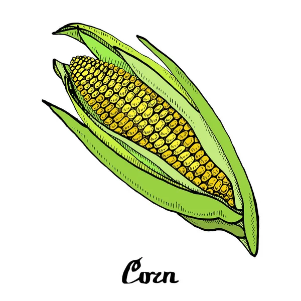 Calligraphy coloured corn poster — Stock Vector