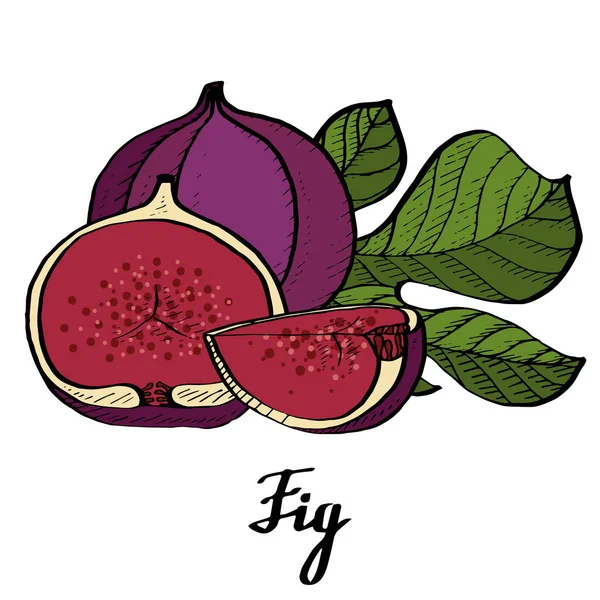 Kalligrafie gekleurde fig vector poster — Stockvector