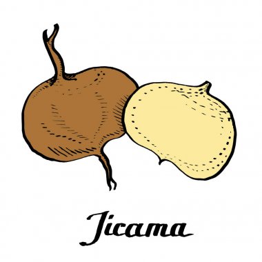 Kaligrafi yolu vektör renkli Jicama 