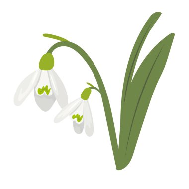 Kar damlaları çiçeği. İzole edilmiş arkaplanda vektör clipart illüstrasyonu.