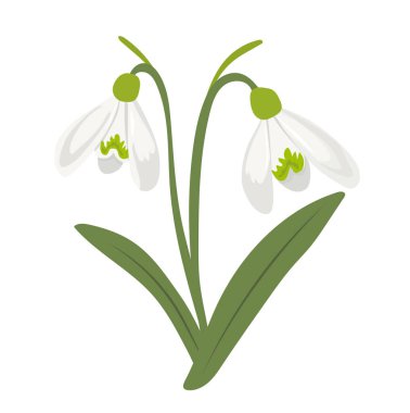 Kar damlaları çiçeği. İzole edilmiş arkaplanda vektör clipart illüstrasyonu.