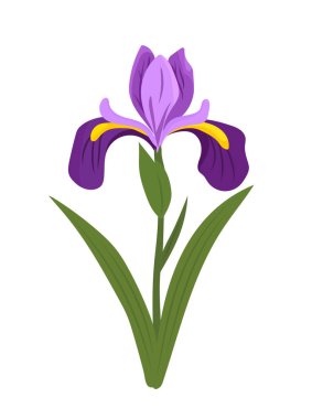 İris çiçeği. İzole edilmiş arkaplanda vektör clipart illüstrasyonu.