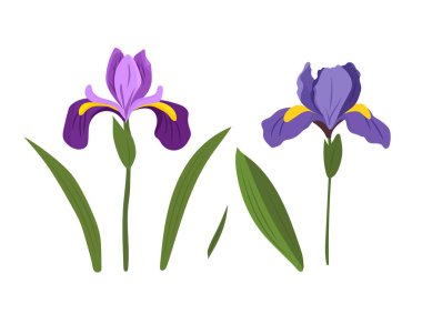 İris çiçeği. İzole edilmiş arkaplanda vektör clipart illüstrasyonu.