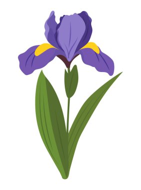 İris çiçeği. İzole edilmiş arkaplanda vektör clipart illüstrasyonu.