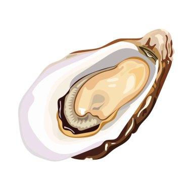 İstiridye yemeği. İzole edilmiş arkaplanda vektör clipart illüstrasyonu.