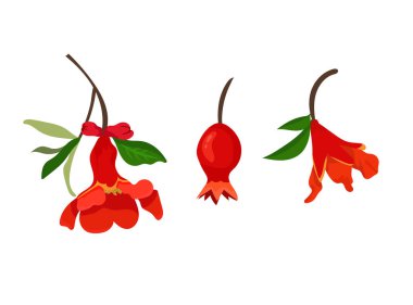 - Nar. Düz vektör, clipart illüstrasyonu beyaz arkaplanda izole edildi.