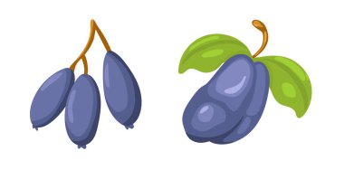 Böğürtlen. Düz vektör, clipart illüstrasyonu beyaz arkaplanda izole edildi.