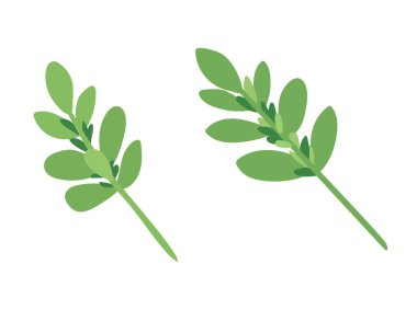 Bitki dalı. Düz vektör, clipart illüstrasyonu beyaz arkaplanda izole edildi.