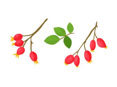 Rosehip şubesi. Sonbahar, sonbahar. Düz vektör clipart, izole edilmiş arkaplan ile illüstrasyon.