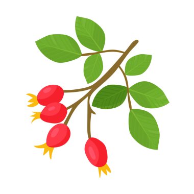 Rosehip şubesi. Sonbahar, sonbahar. Düz vektör clipart, izole edilmiş arkaplan ile illüstrasyon.
