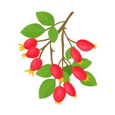 Rosehip şubesi. Sonbahar, sonbahar. Düz vektör clipart, izole edilmiş arkaplan ile illüstrasyon.