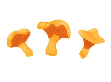Chanterelle mantarı. Sonbahar, sonbahar. Düz vektör clipart, izole edilmiş arkaplan ile illüstrasyon.