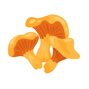 Chanterelle mantarı. Sonbahar, sonbahar. Düz vektör clipart, izole edilmiş arkaplan ile illüstrasyon.