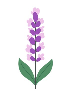 Lavanta çiçeği. Düz vektör clipart, izole edilmiş arkaplan ile illüstrasyon.