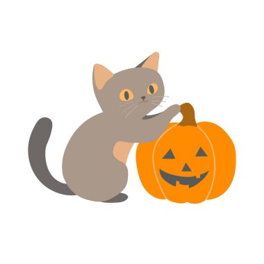 Kabaklı kedi. Düz vektör clipart, izole edilmiş arkaplan ile illüstrasyon.