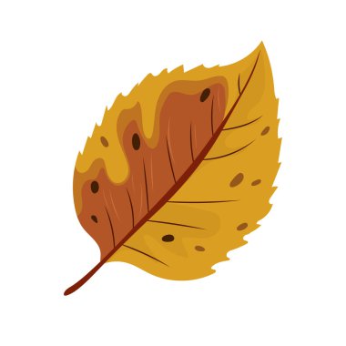 Beech sonbahar yaprağı. Düz vektör clipart, izole edilmiş arkaplan ile illüstrasyon.