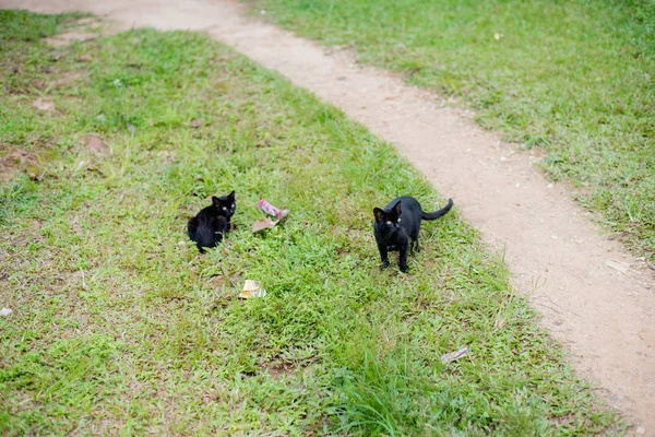 Черный Кот Тайский Кот — стоковое фото