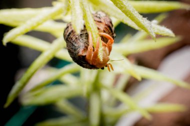 Hermit yengeçler, Coenobita, münzevi kimse Yengeç arazi