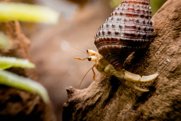 Hermit yengeçler, Coenobita, münzevi kimse Yengeç arazi